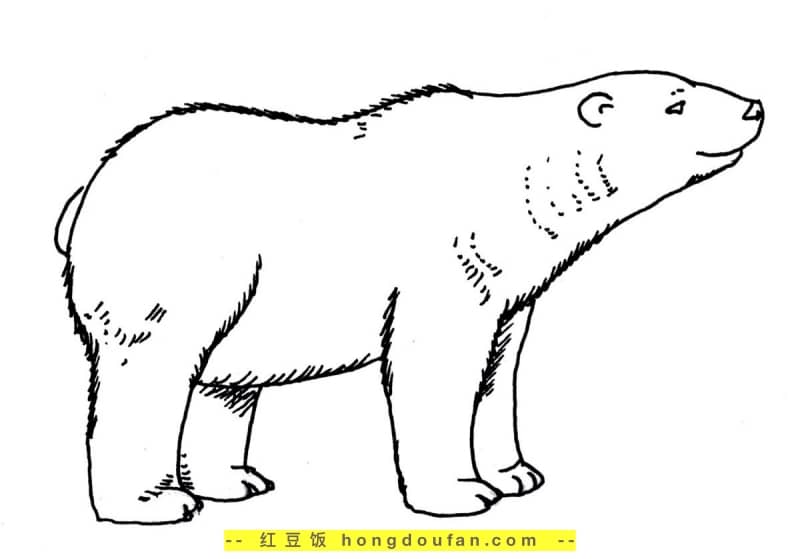 10张有着有趣可爱的笑容的卡通北极熊涂色简笔画